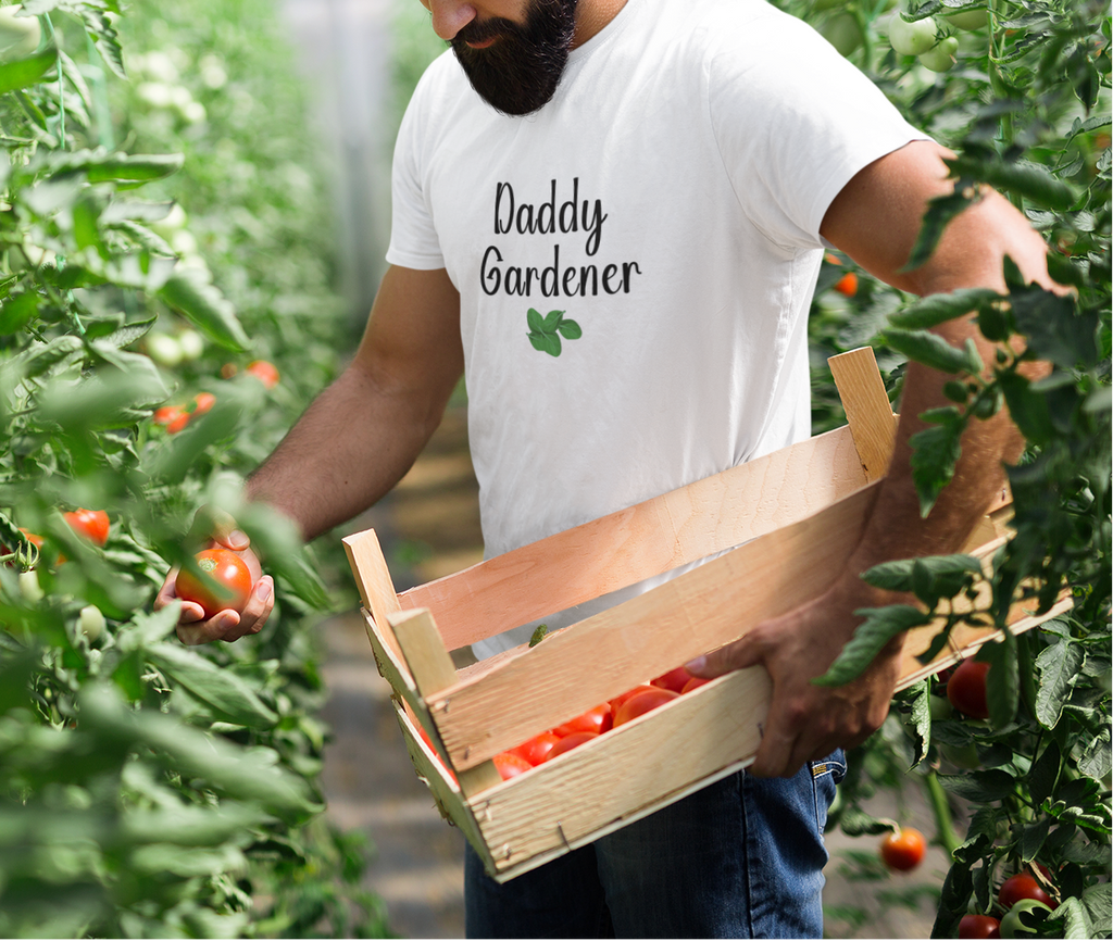 Man in a greenhouse picking tomatoes and wearing a 'Daddy Gardener' shirt.